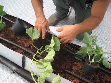 ��԰����ʯ����ֲ�߲�