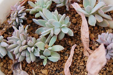 ��ͥ����ʯ������Ǥ���Ҷֲ��