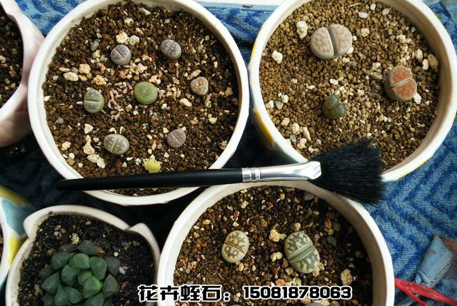 �ñ��»�����ʯ�ֵ�ƨƨ��