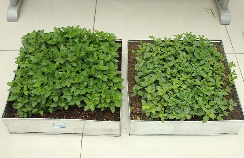 ���象�ɶԱȣ�������ʯ���󣩵ı��ɳ������Ժ�����ͨ�����������ı���