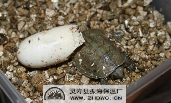 �����ڹ��õķ�����ʯ